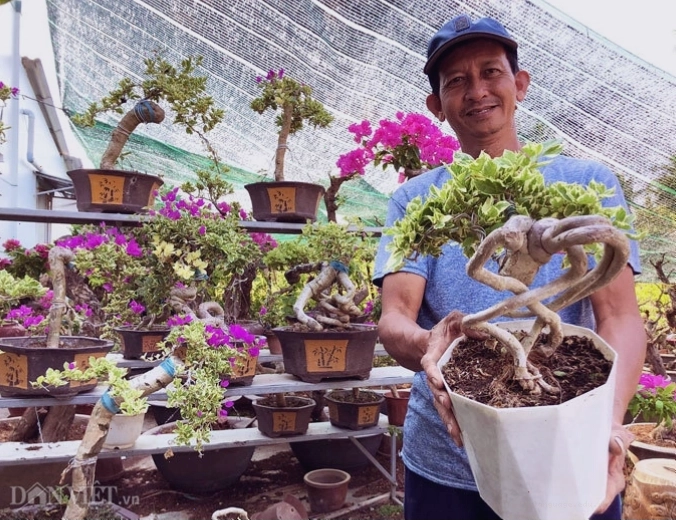 Bonsai hoa giấy hình thù độc lạ, hiếm thấy