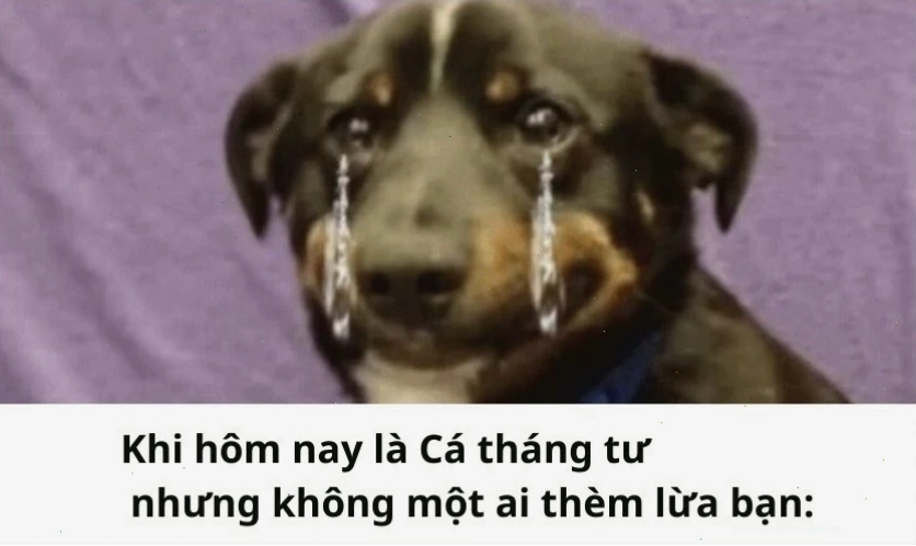 Cá tháng tư meme hài hước với chú cá biểu cảm