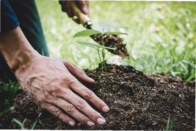 Các biện pháp chăm sóc cây trồng hiệu quả