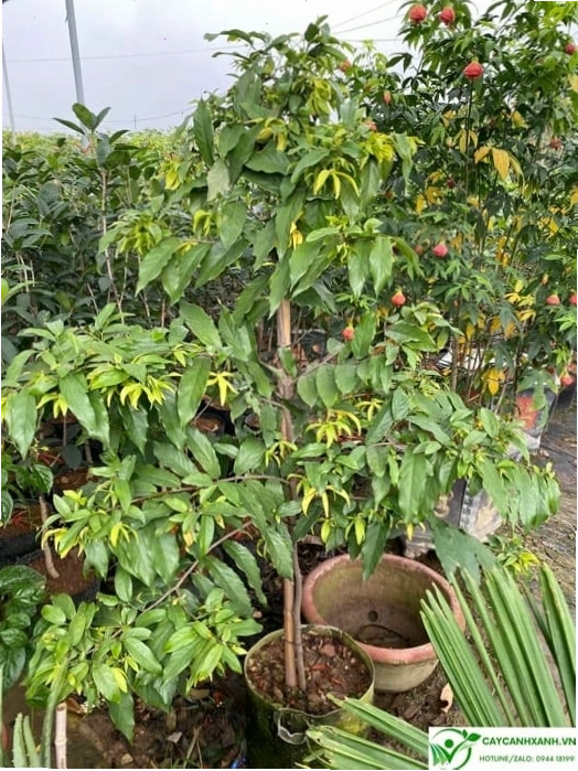 Các bước cơ bản để trồng và chăm sóc cây hoa dẻ