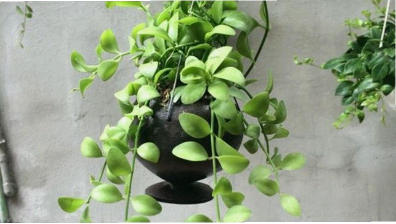 Các bước thực hiện cách trồng cây lan đô la