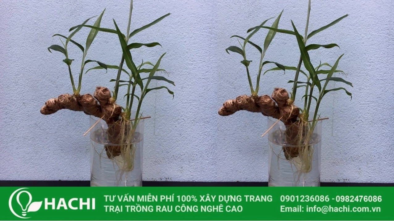 Các bước thực hiện cách trồng gừng thủy canh tại nhà