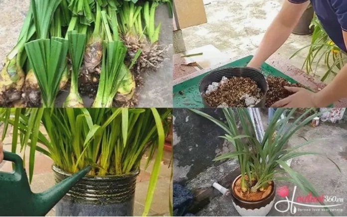 Các bước thực hiện trồng hoa địa lan tại nhà