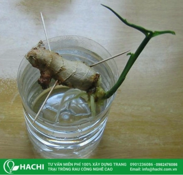 Các dụng cụ cần thiết cho việc trồng gừng thủy canh