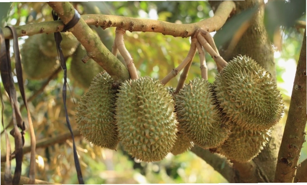 Các giống sầu riêng phổ biến trồng tại Việt Nam như Ri6, Thái