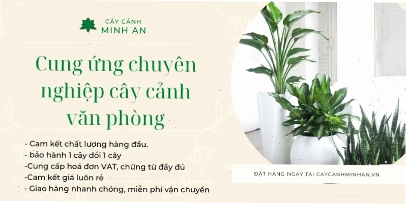 Các loại cây cảnh đẹp phù hợp trồng trong văn phòng