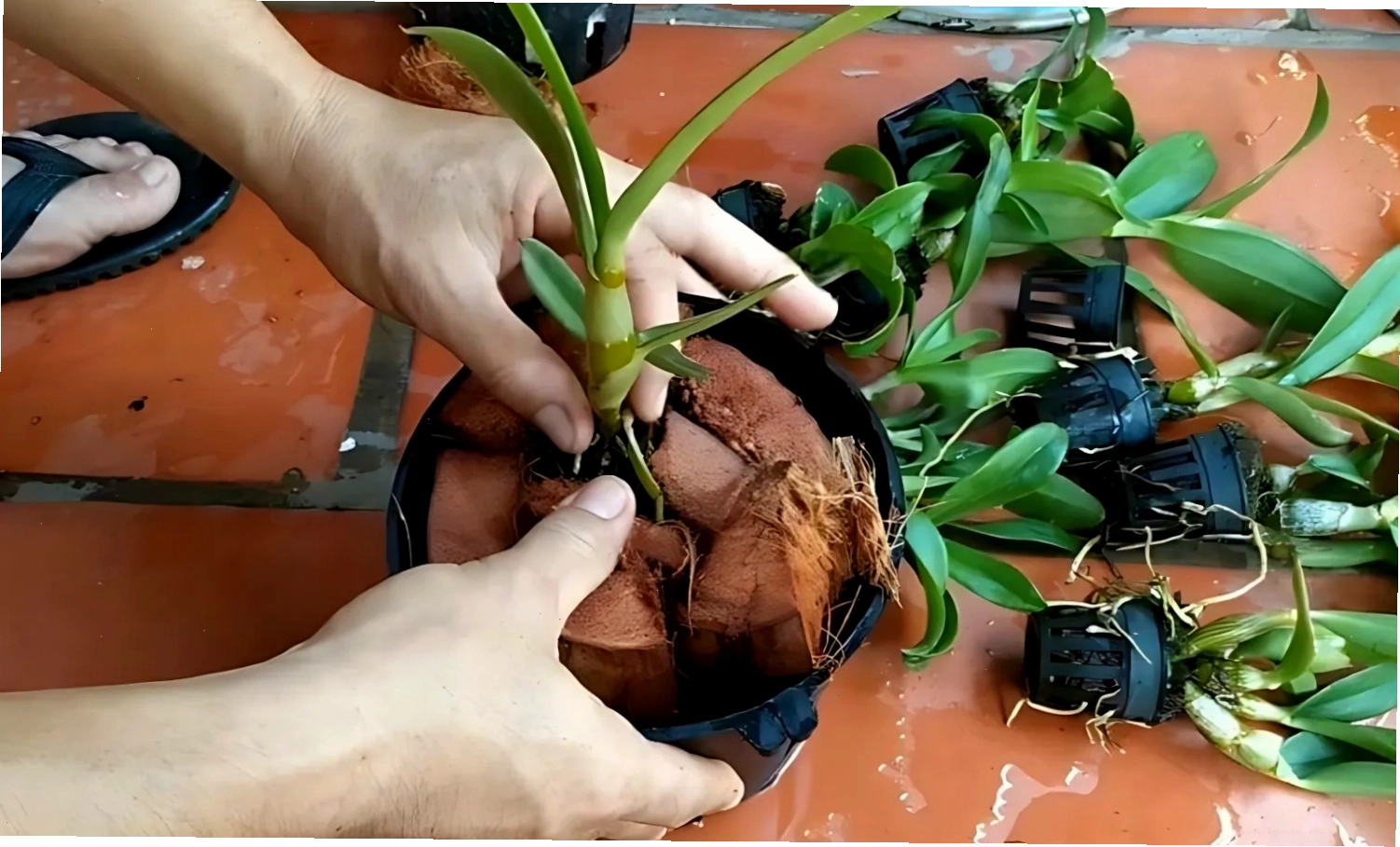 Các loại giá thể trồng địa lan phổ biến như xơ dừa, vỏ thông