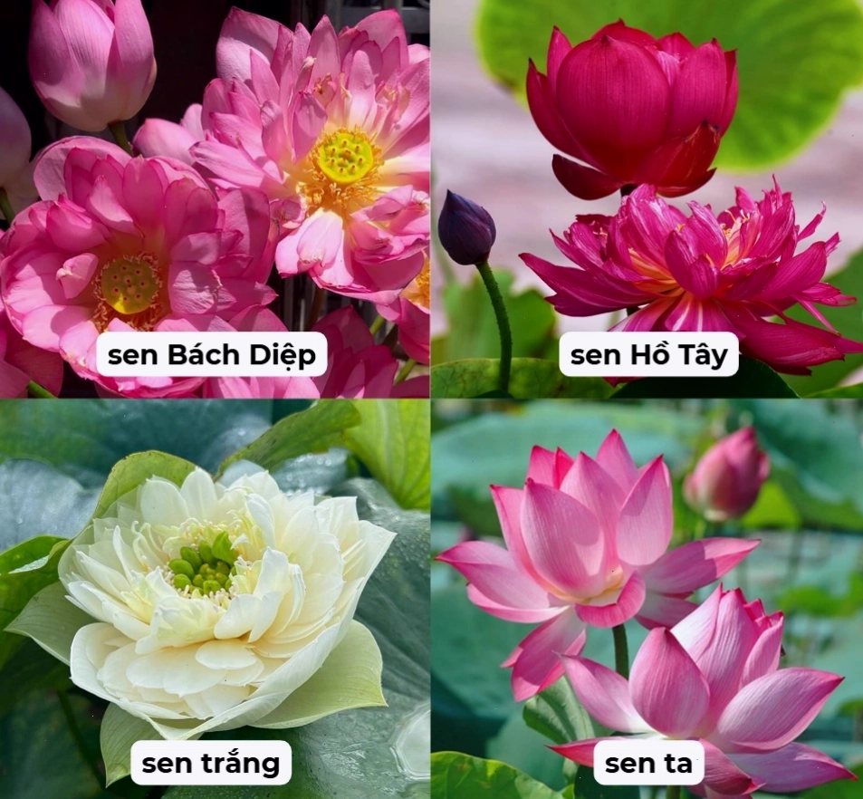 Các loại sen phổ biến tại Việt Nam