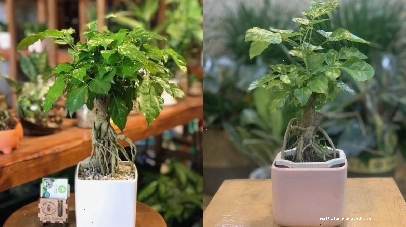 Các mẫu cây hạnh phúc để bàn nhỏ xinh