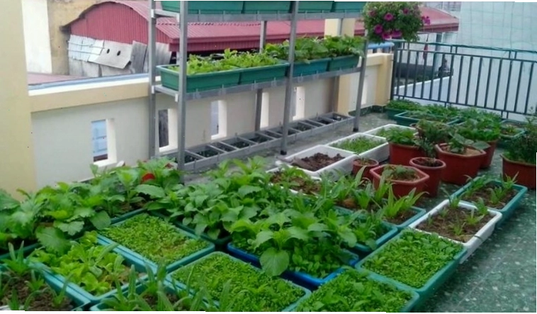 Các mẹo giúp vườn rau tại nhà luôn xanh tốt