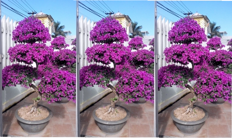Các thế cây hoa giấy