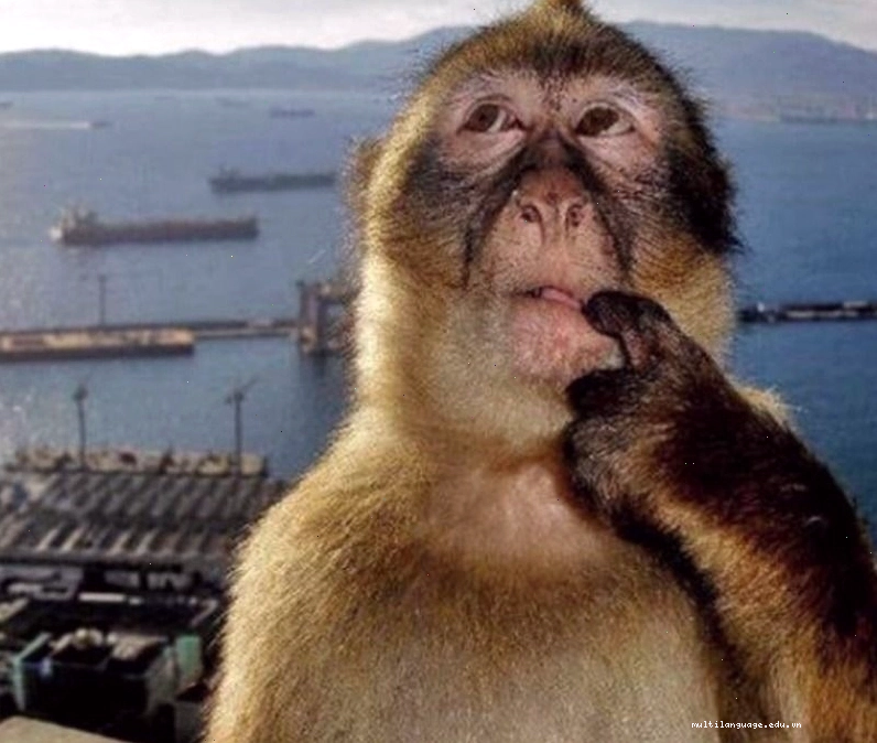 Các trường hợp sử dụng meme suy nghĩ