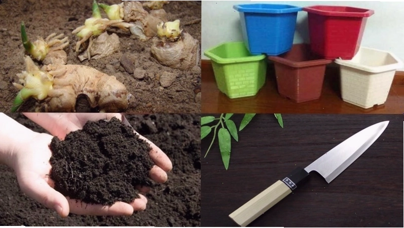 Các vật dụng cần thiết cho việc trồng gừng trong chậu tại nhà