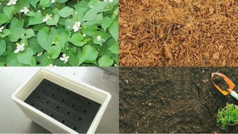 Các vật dụng cần thiết cho việc trồng rau diếp cá tại nhà