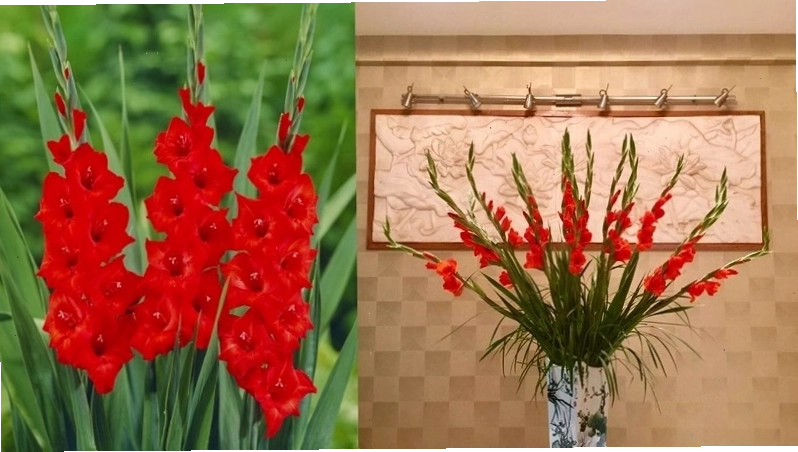 Cách cắm hoa lay ơn kiểu đơn giản nhưng sang trọng