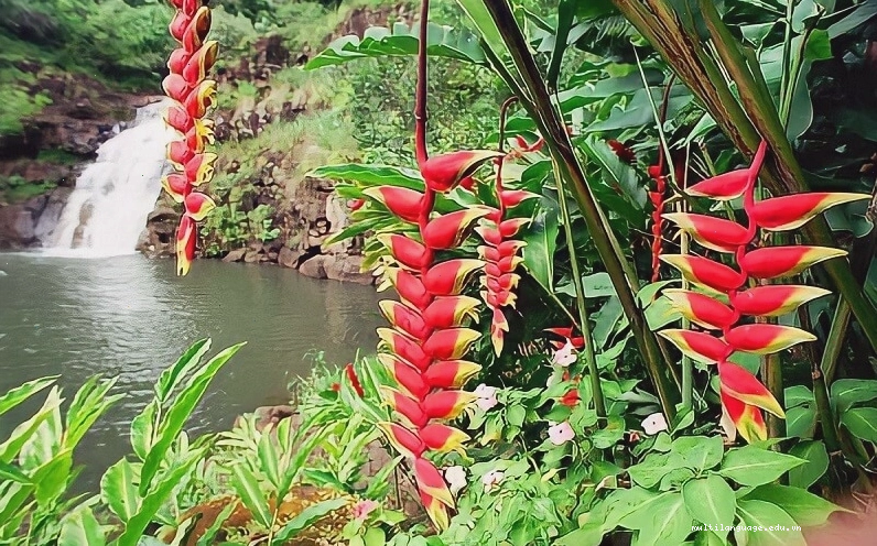 Cách chăm sóc cây chuối pháo để có hoa đẹp