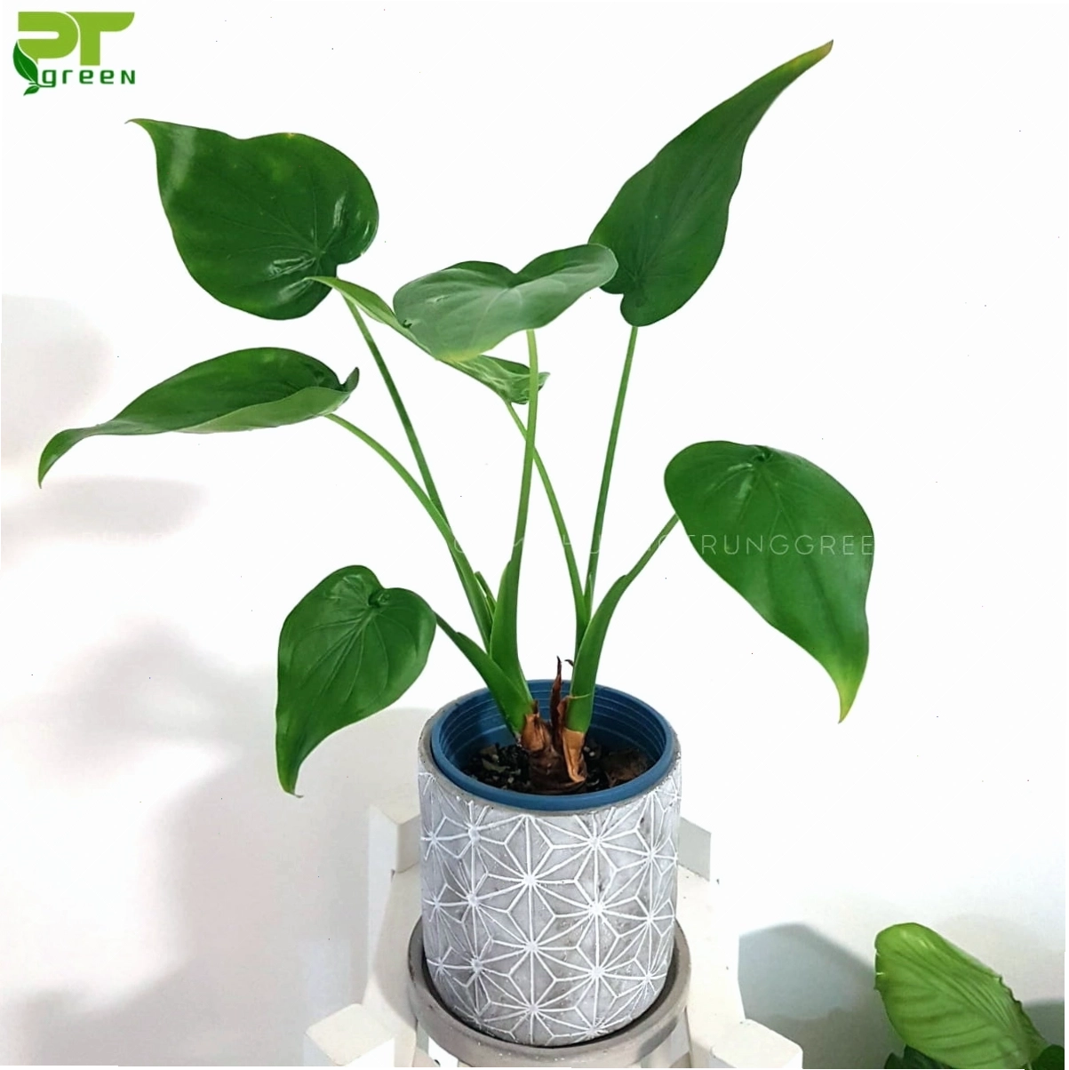 Cách chăm sóc cây tai phật đơn giản, giữ ẩm cho đất
