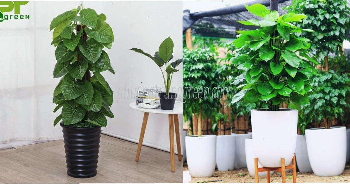 Cách chăm sóc cây trầu bà leo cột để cây phát triển tốt