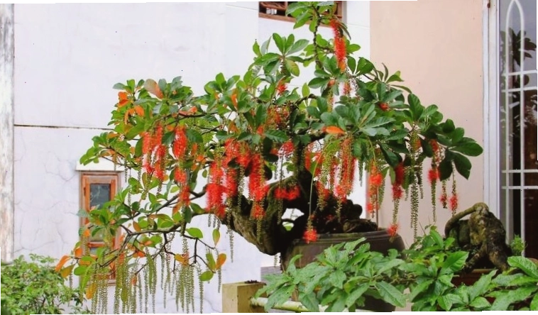 Cách cho lộc vừng ra hoa đúng Tết, nở rộ đẹp mắt