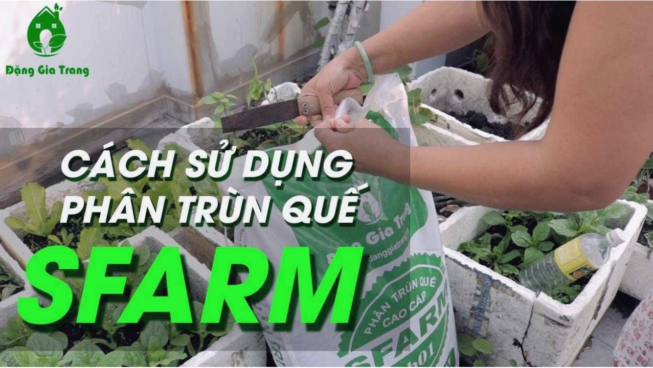 Cách sử dụng và bảo quản phân trùn quế sfarm hiệu quả