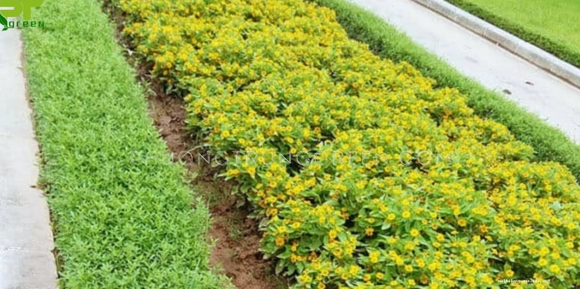 Cách trồng cây hoa cúc mặt trời từ hạt