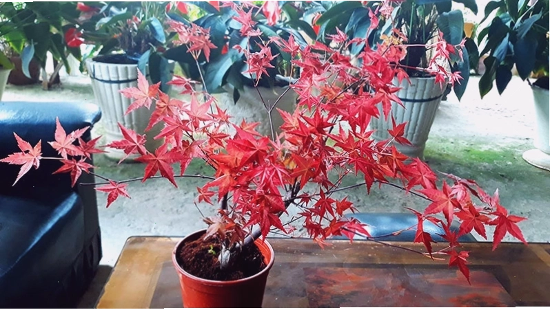 Cách trồng cây phong đỏ trong chậu và ngoài vườn
