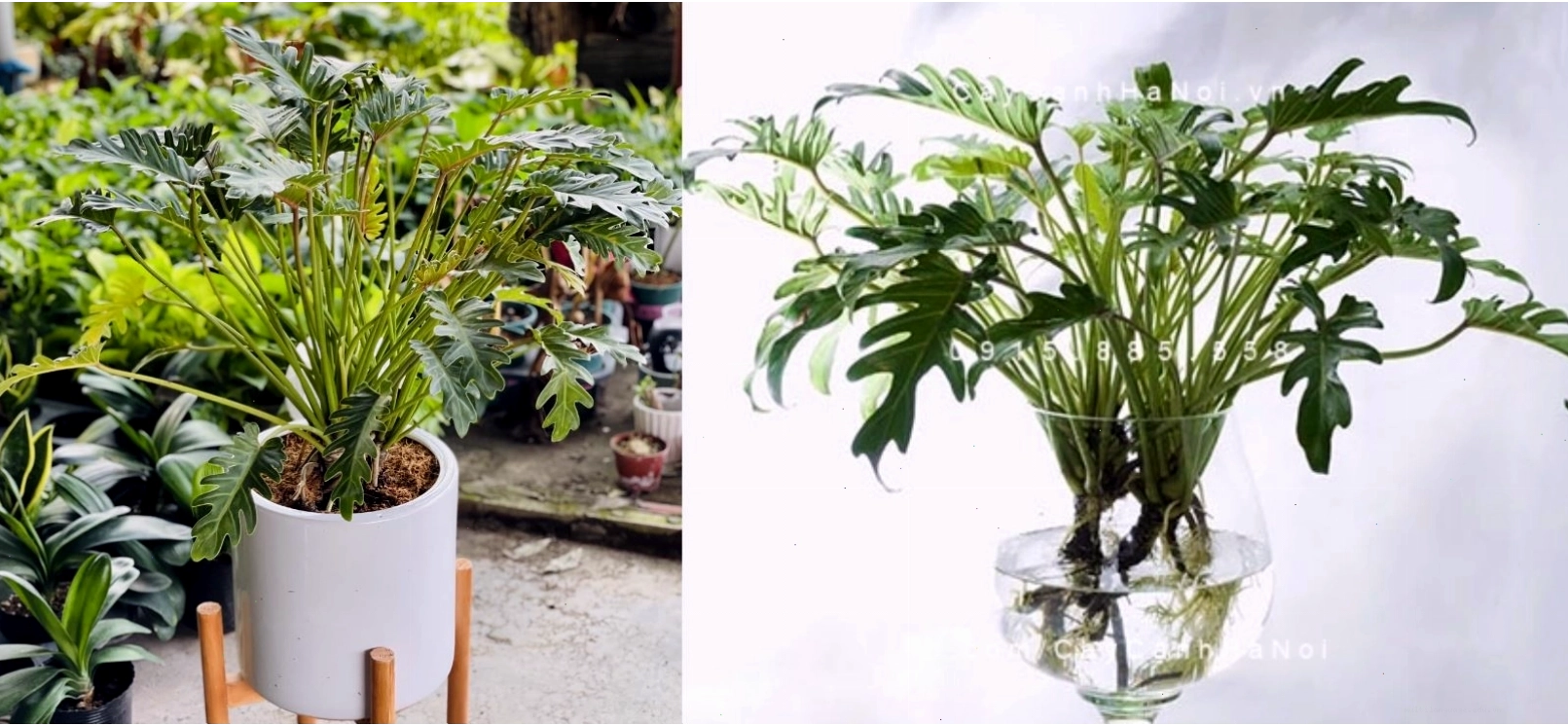 Cách trồng cây Trầu Bà Chân Vịt bằng phương pháp giâm cành