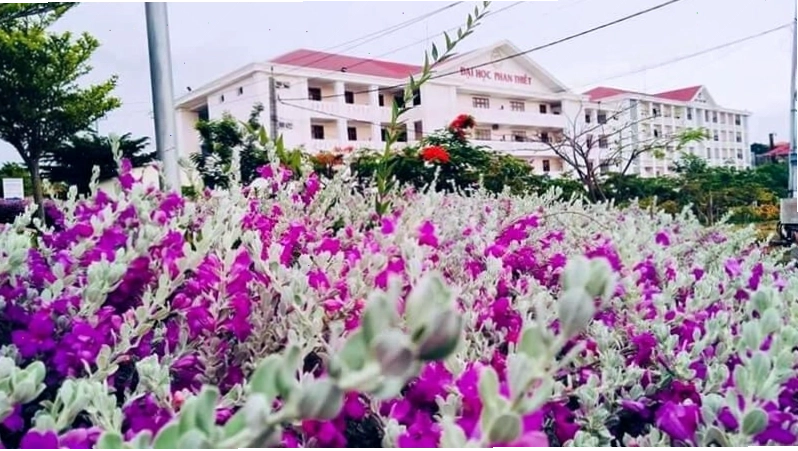 Cách trồng cây tuyết sơn phi hồ