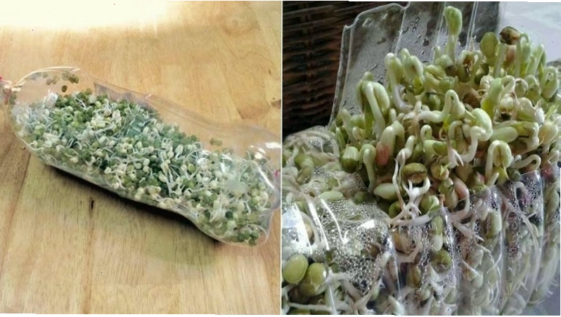 Cách trồng giá đỗ bằng chai nhựa đảm bảo vệ sinh và hiệu quả