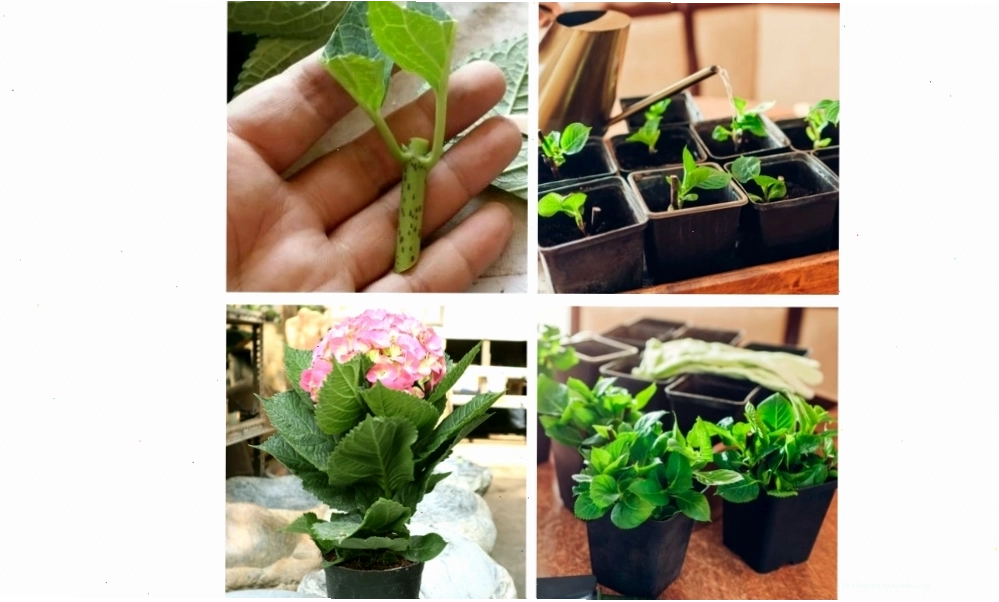 Cách trồng hoa cẩm tú cầu bằng cách giâm cành