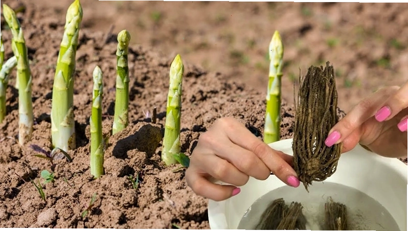 Cách trồng măng tây