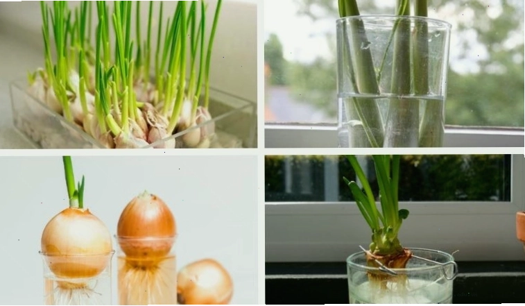 Cách trồng rau gia vị đơn giản tại nhà