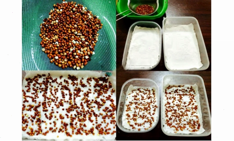 Cách trồng rau mầm bằng khăn giấy
