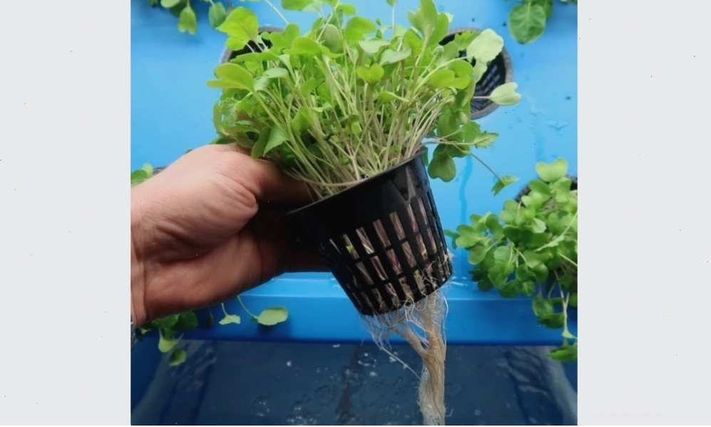 Cách trồng rau mầm sạch bằng phương pháp thủy canh