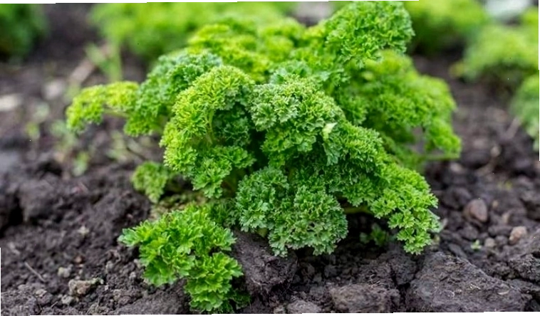 Cách trồng rau ngò tây lá xoăn tại nhà