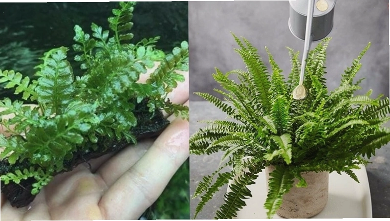 Cách trồng và chăm sóc cây dương xỉ cổ đại