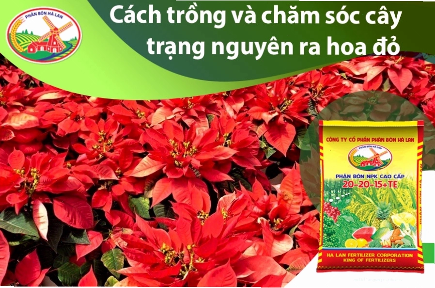 Cách trồng và chăm sóc cây trạng nguyên ra lá đỏ