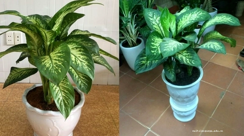 Cách trồng và chăm sóc cây Vạn Niên Thanh cho người mới bắt đầu