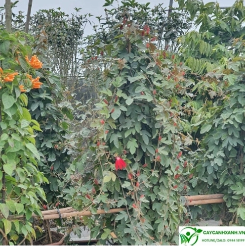 Cách trồng và chăm sóc sao biển đỏ