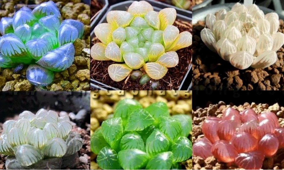 Cách tưới nước cho cây hoa đá đúng kỹ thuật