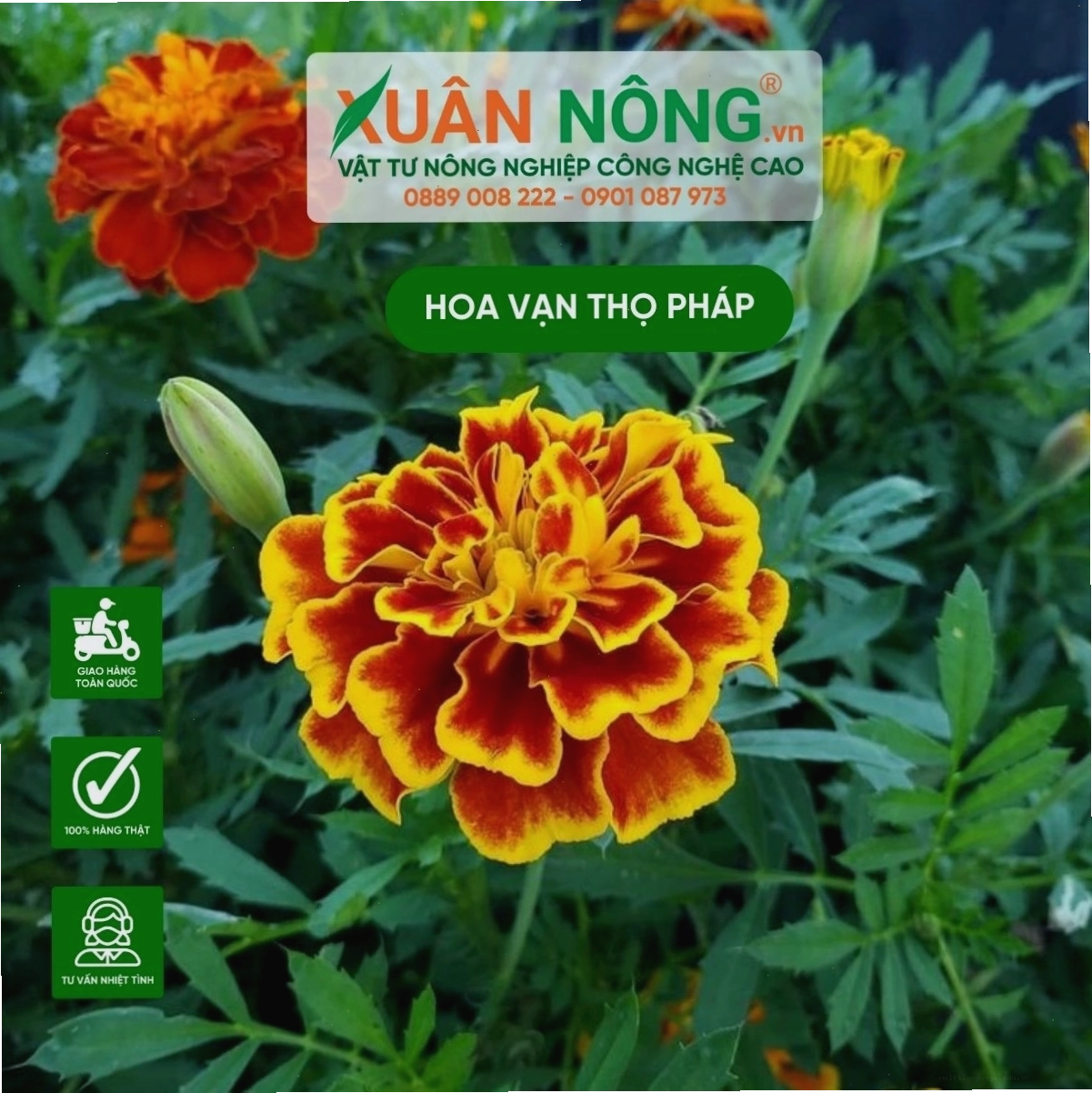 Cách ươm cây con hoa vạn thọ pháp khỏe mạnh