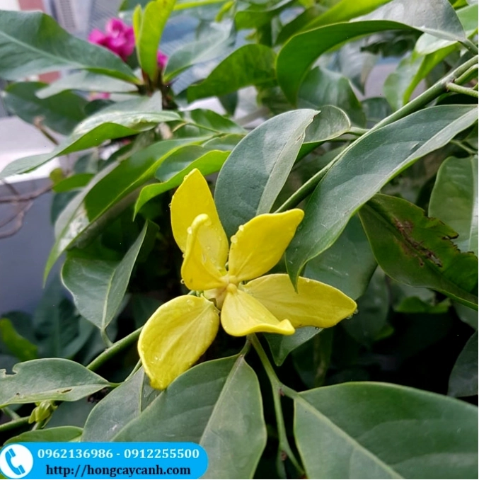 Cận cảnh bông hoa móng rồng đang nở rộ