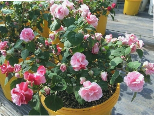 Cận cảnh bông hoa ngọc thảo màu đỏ cánh kép