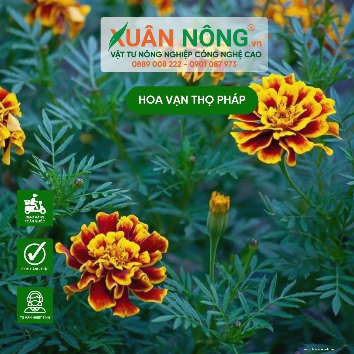 Cận cảnh bông hoa vạn thọ pháp màu vàng cam rực rỡ