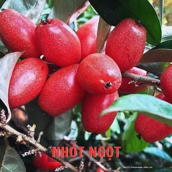 Cận cảnh chùm quả nhót ngọt thái chín đỏ mọng nước
