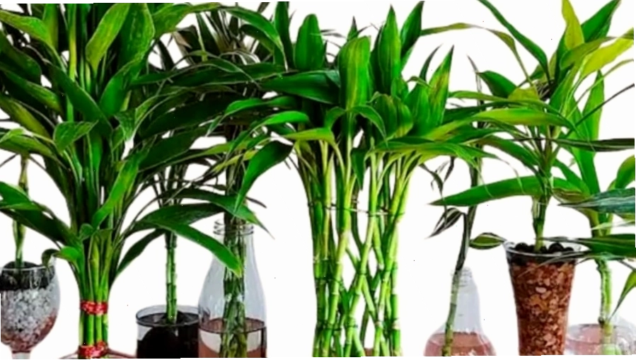 Cận cảnh lá cây phát tài xoắn bị vàng