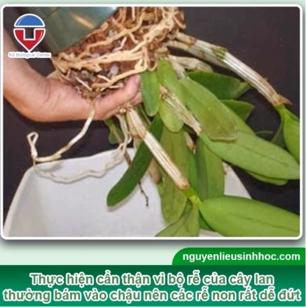 Cận cảnh lấy cây lan Dendro ra khỏi chậu cũ để chuẩn bị trồng mới