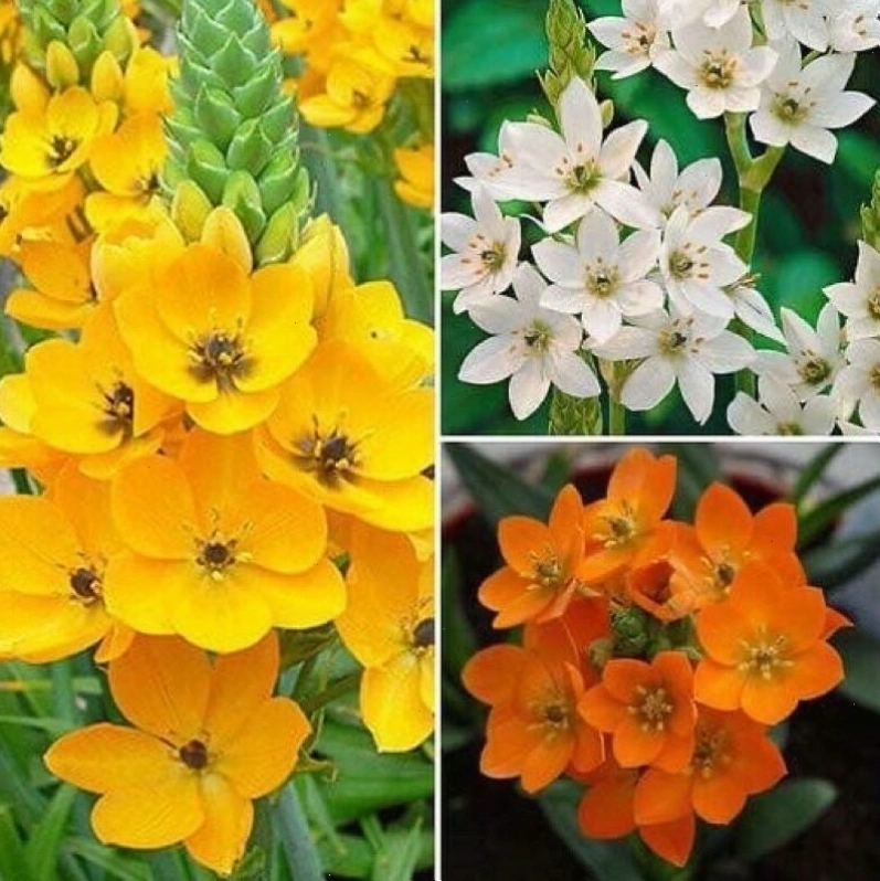 Cận cảnh nhụy hoa thiên nga mắt ngọc