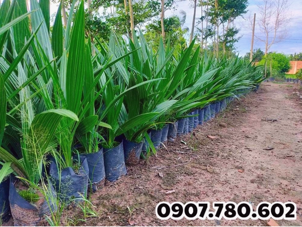 Cận cảnh quả chà là chín