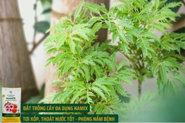 Cận cảnh quá trình trồng cây đinh lăng vào chậu